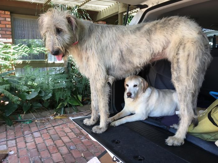 can a aidi and a irish wolfhound be friends