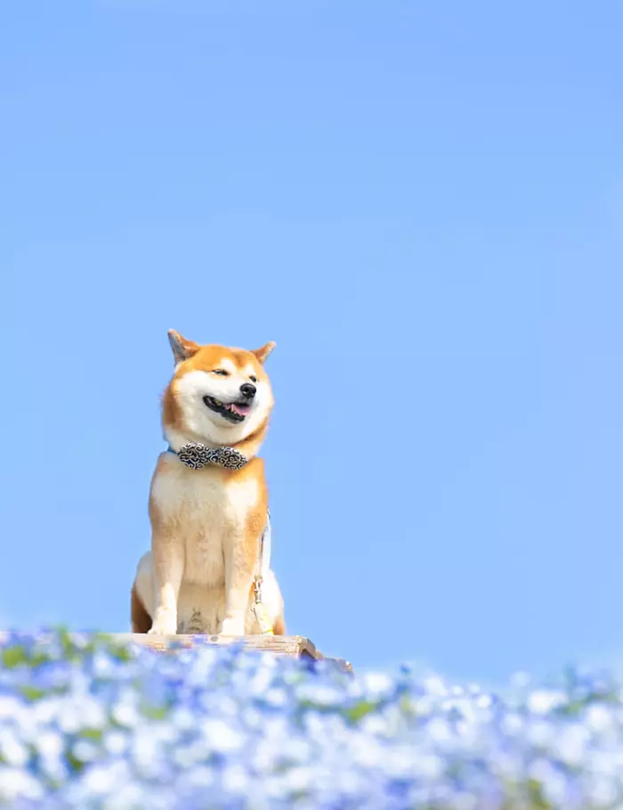 This Shiba Inu Is The Cutest Flower Boi In Japan And His Pictures Are ...