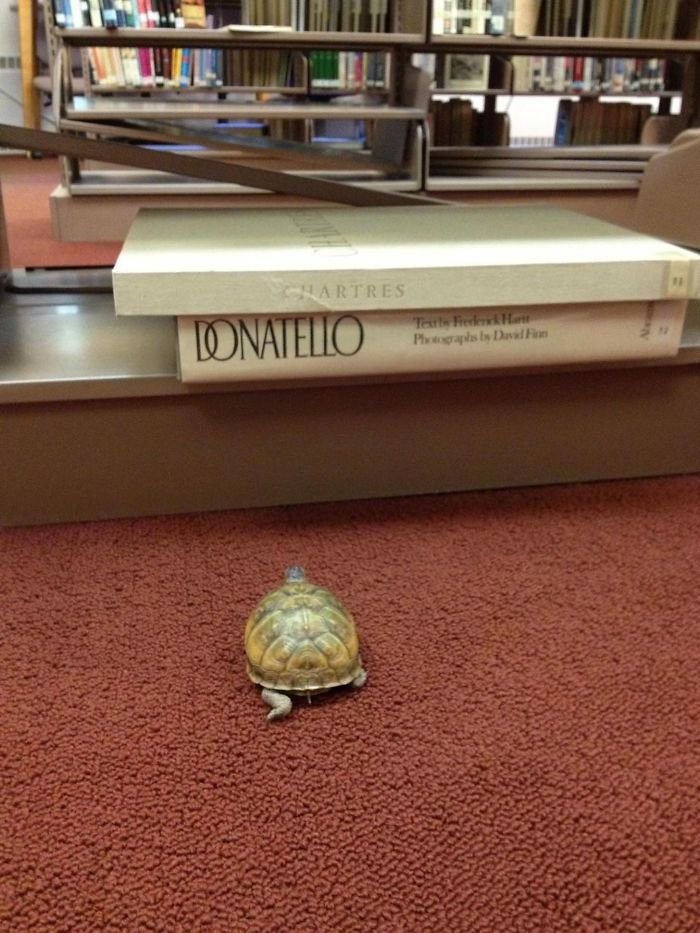 30 Hilarious Times Librarians Surprised Everyone With Their Sense Of Humor